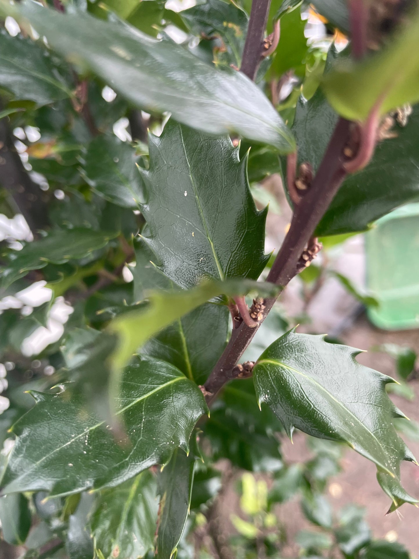 Ilex aquifolium