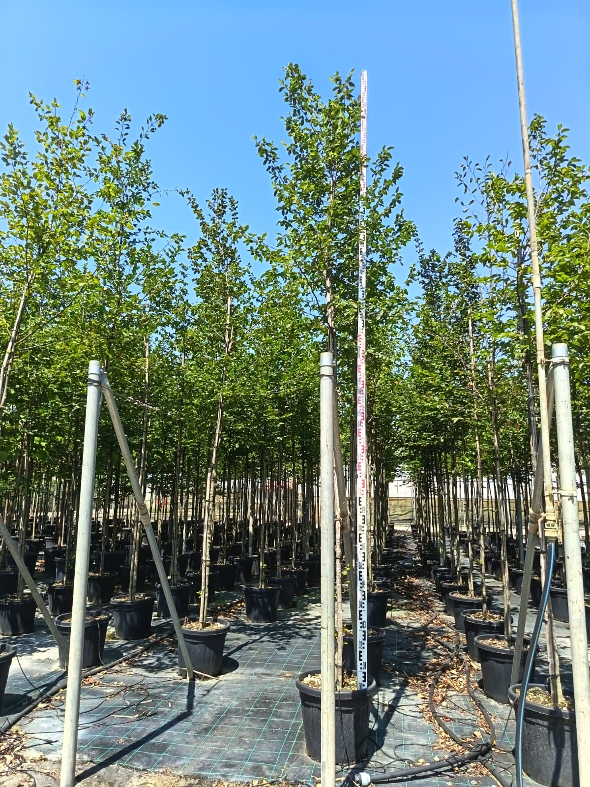 Carpinus betula Standard Trees (Hornbeam) (180-190cm clear stem)