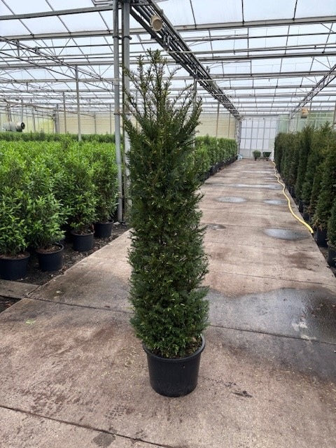 English Yew (Taxus baccata) - Hedging