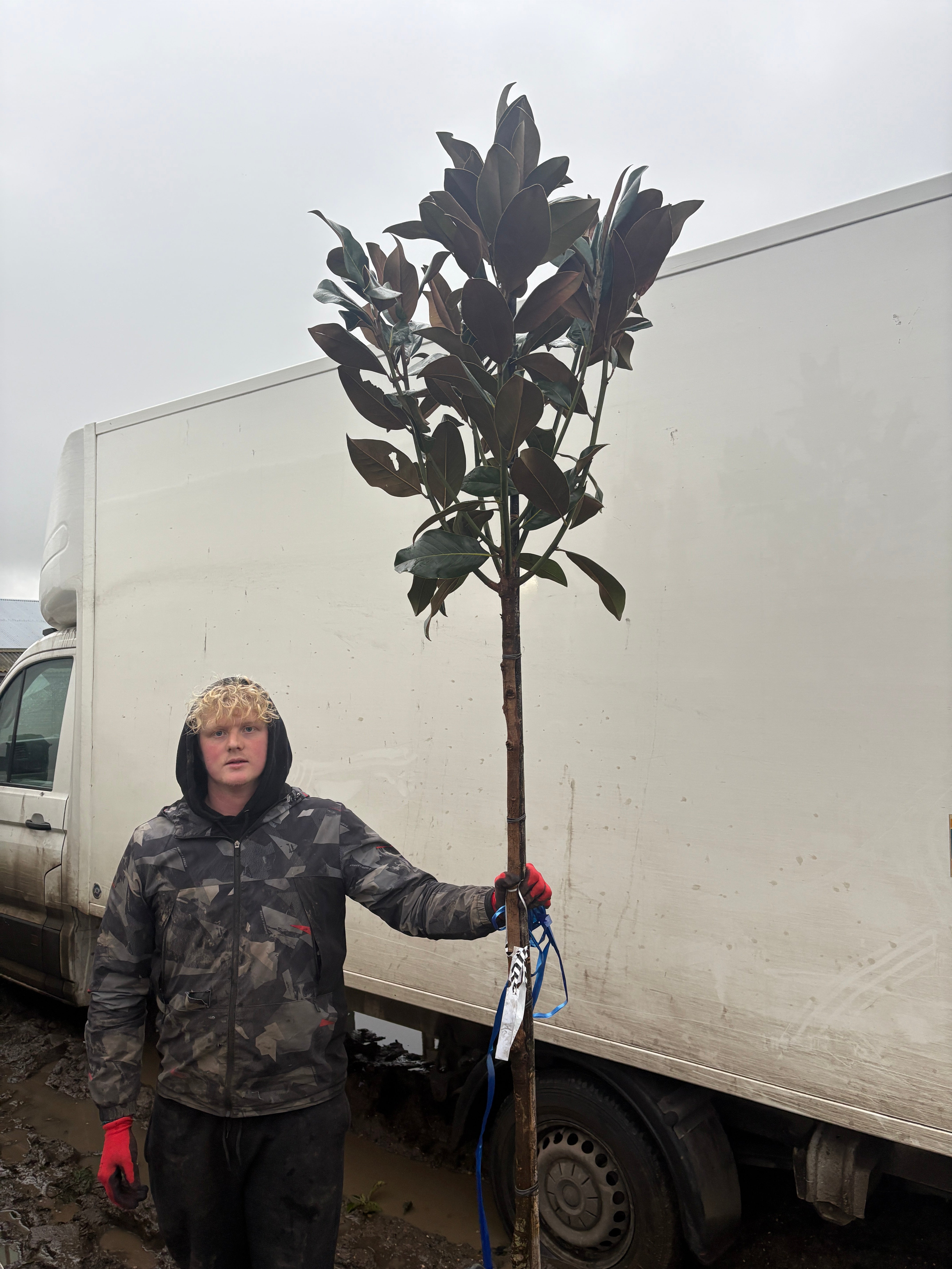 Magnolia Grandiflora - 3/4 Standard Trees (150-160cm clear stem