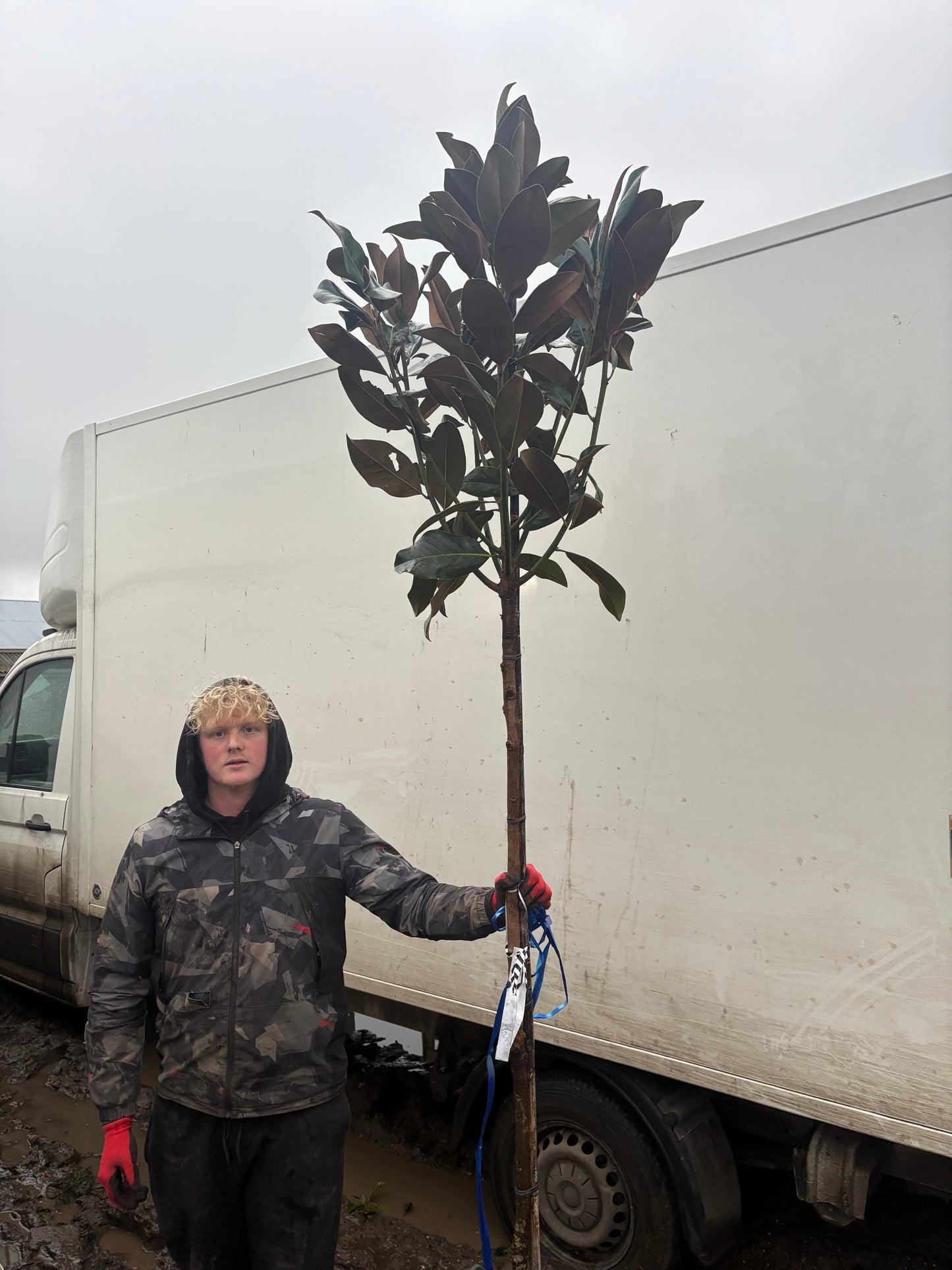 Magnolia Grandiflora - 3/4 Standard Trees (150-160cm clear stem)