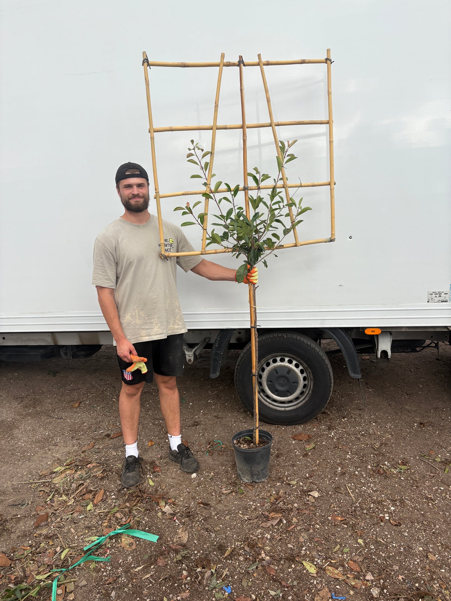 Red Robin - Pleached 120cm clear stem