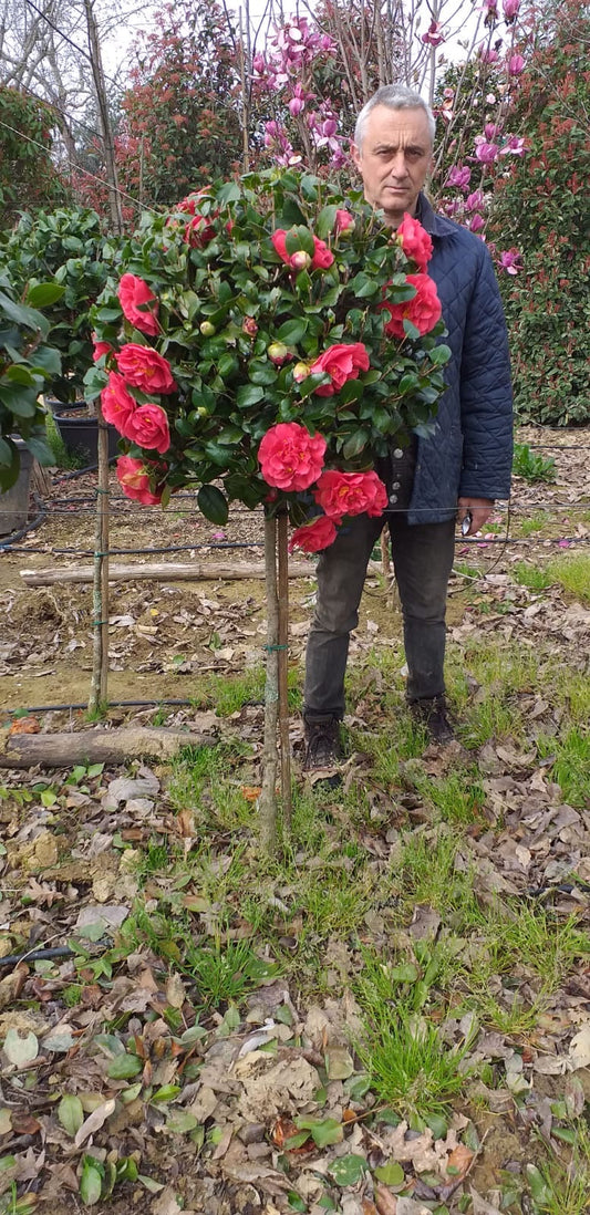 Camellia japonica 'Te Deum' 1/2 standard trees (90-110cm clear stem)