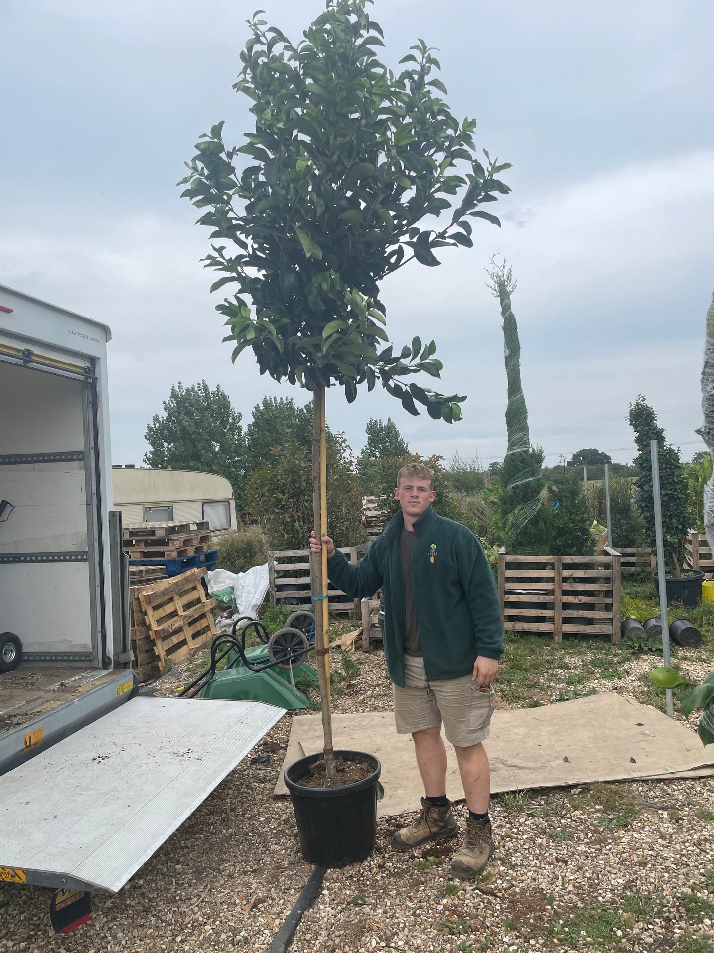 Viburnum  ‘Lucidum’ - Full standard Tree (180-200cm clear stem)