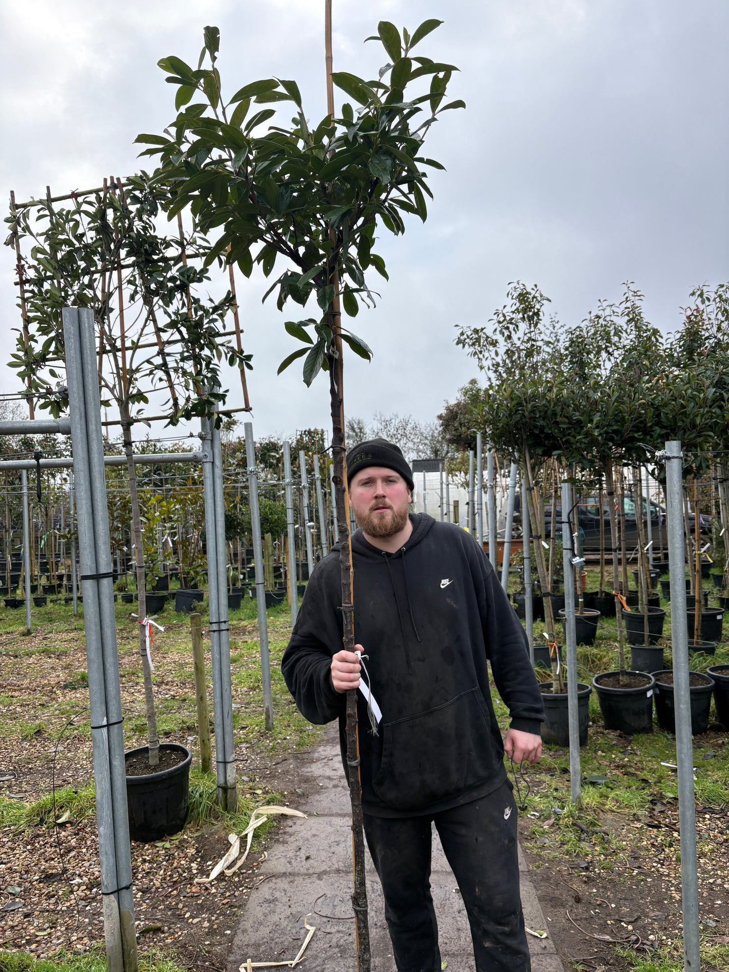 Prunus laurocerasus 'Rotundifolia' (English Cherry Laurel) - full standard (180-190cm clear stem) CONTAINER GROWN