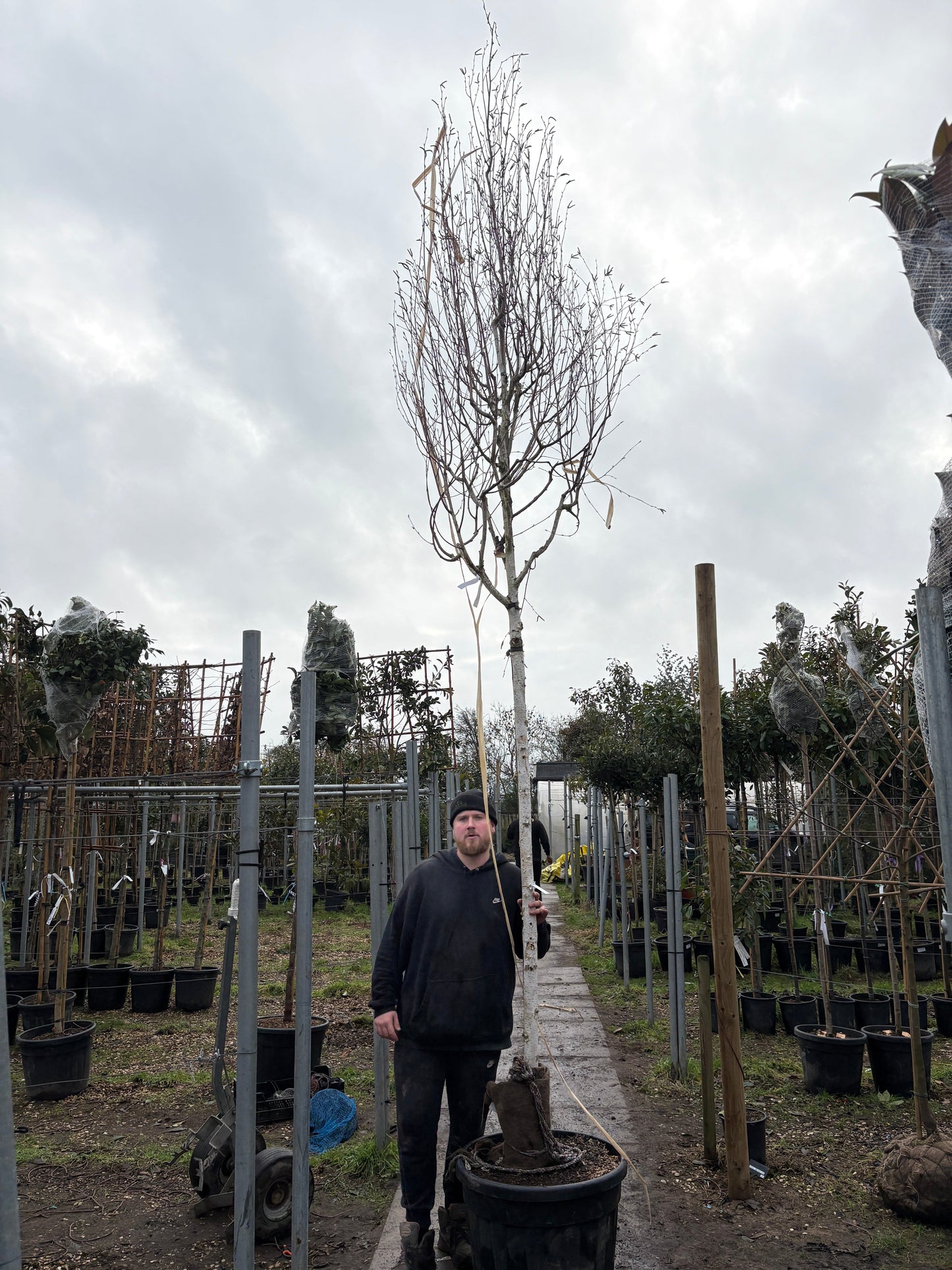 Betula utilis (Himalayan Birch) - full standard - (180-190cm clear stem)