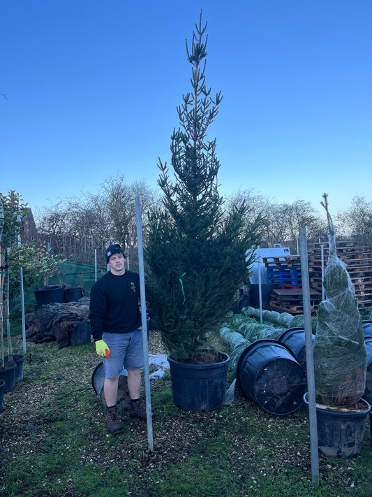Christmas Trees (Picea abies)