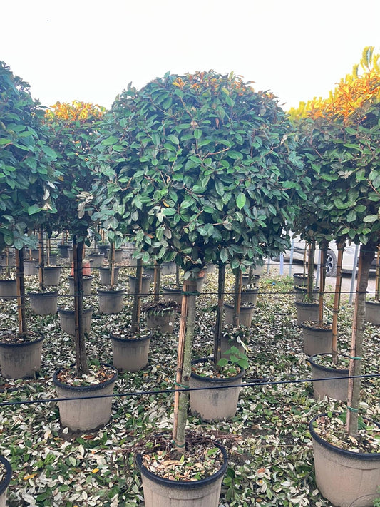 Eleagnus x ebbingei (Silverberry) 1/2 Standard Trees (90-110cm clear stem)