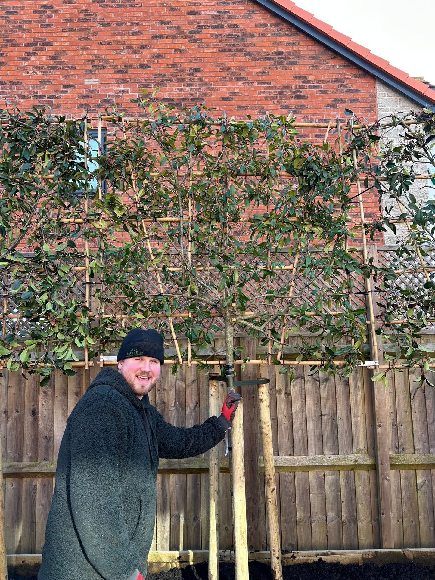 Red Robin - Pleached 120cm clear stem
