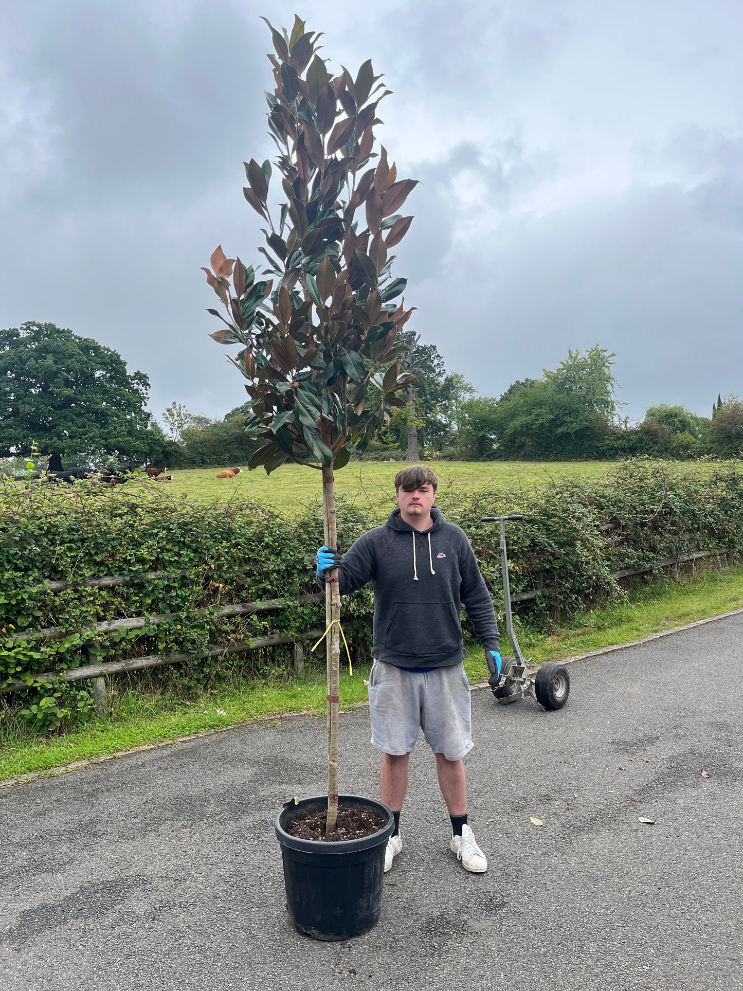 Magnolia Grandiflora - 3/4 Standard Trees (140-160cm clear stem)