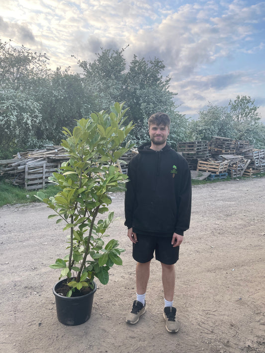 Prunus laurocerasus 'Rotundifolia' (English Cherry Laurel) - container Hedging