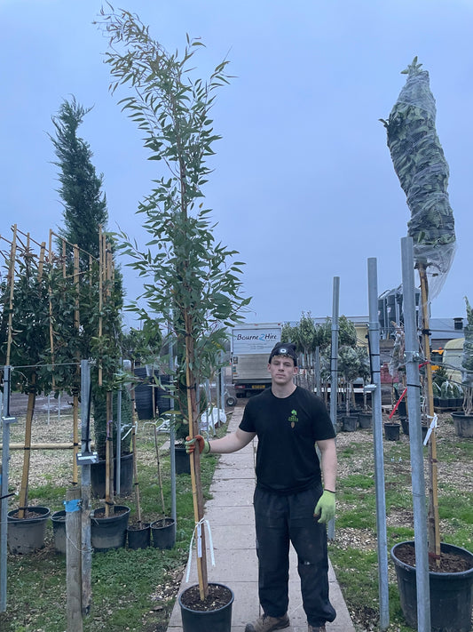 Eucalyptus gunnii - 3/4 standard