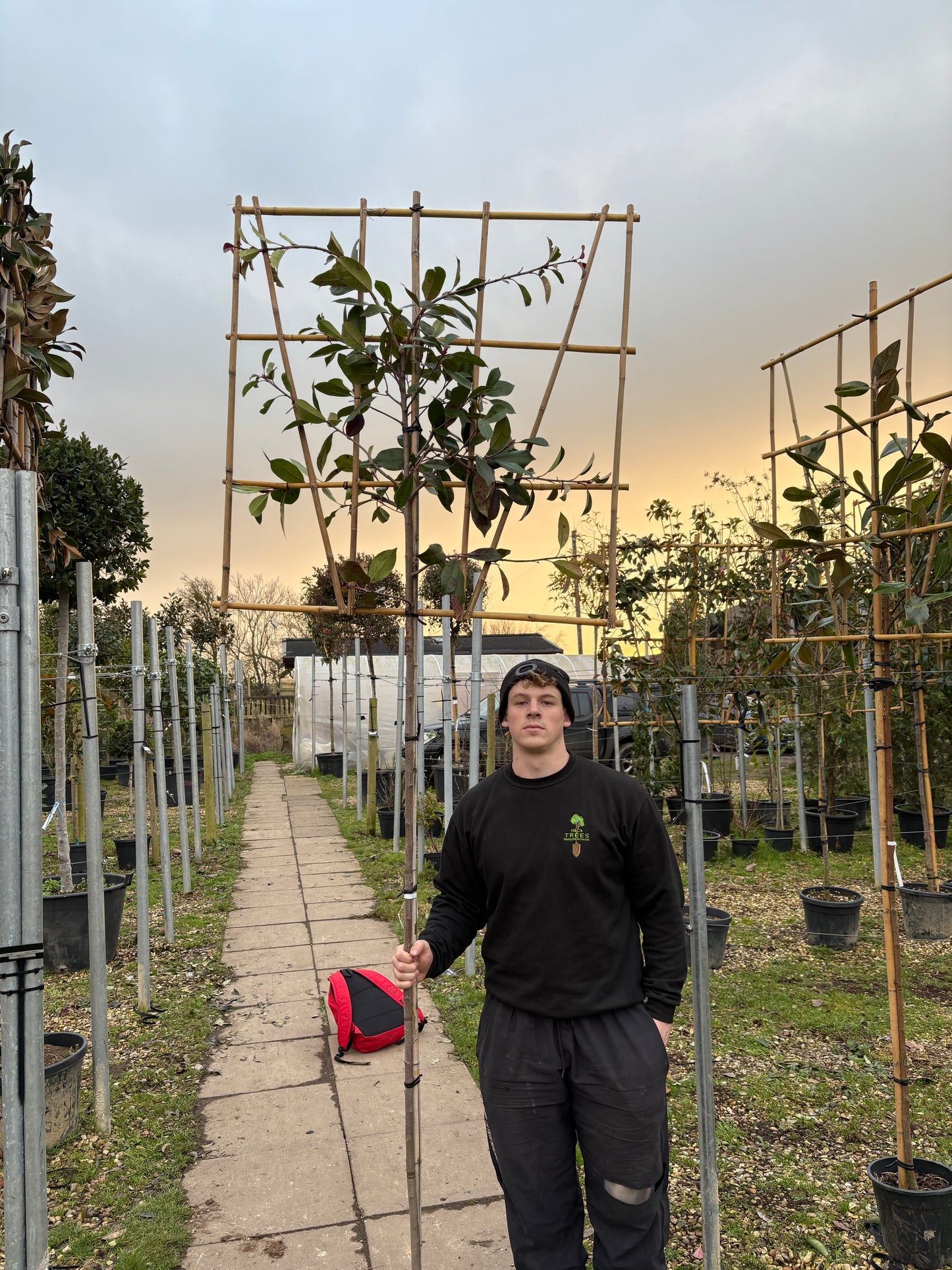 Red Robin - Pleached (180-200cm clear stem)