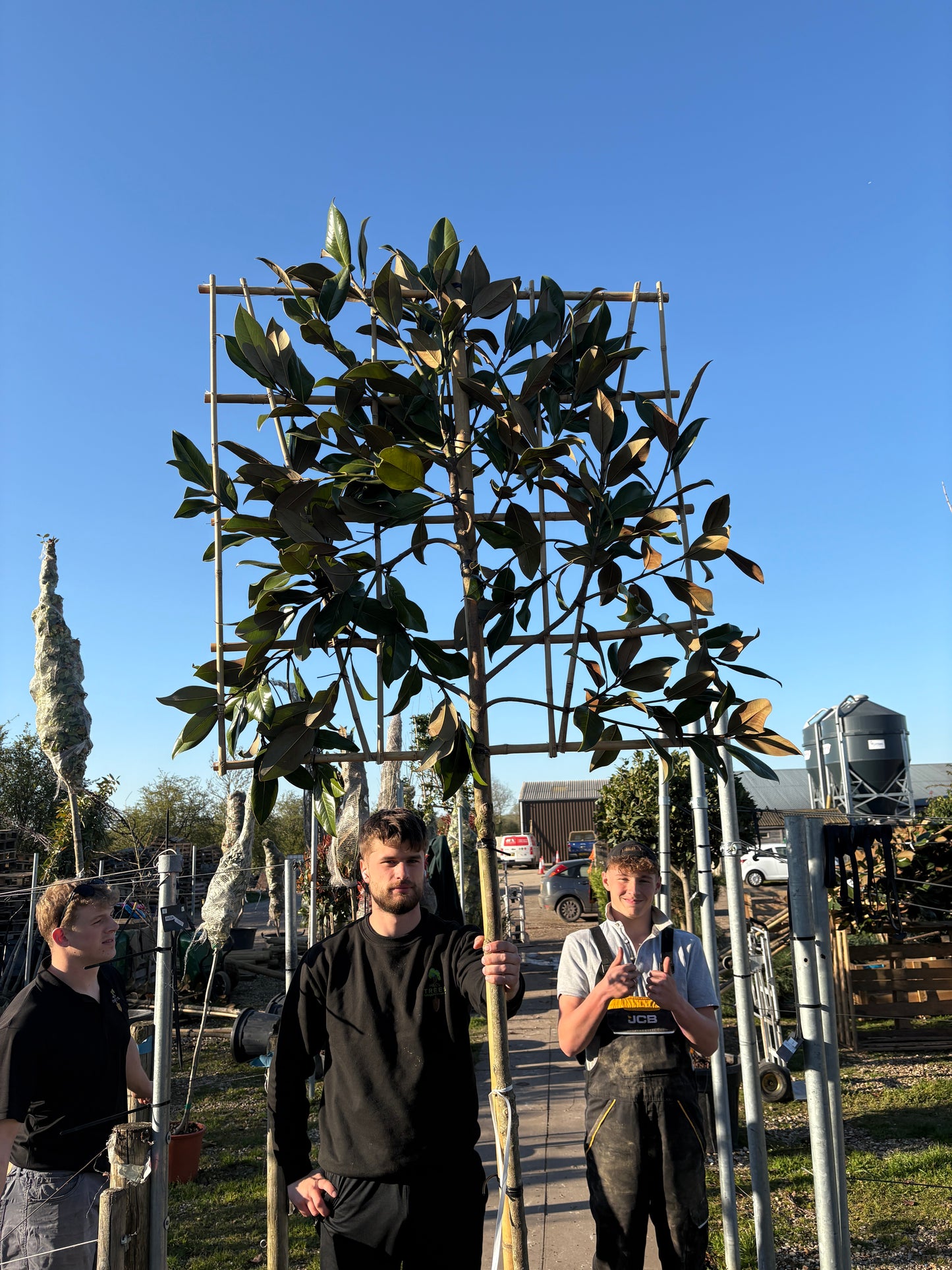 Pleached magnolia - Magnolia grandiflora (150-160cm clear stem)