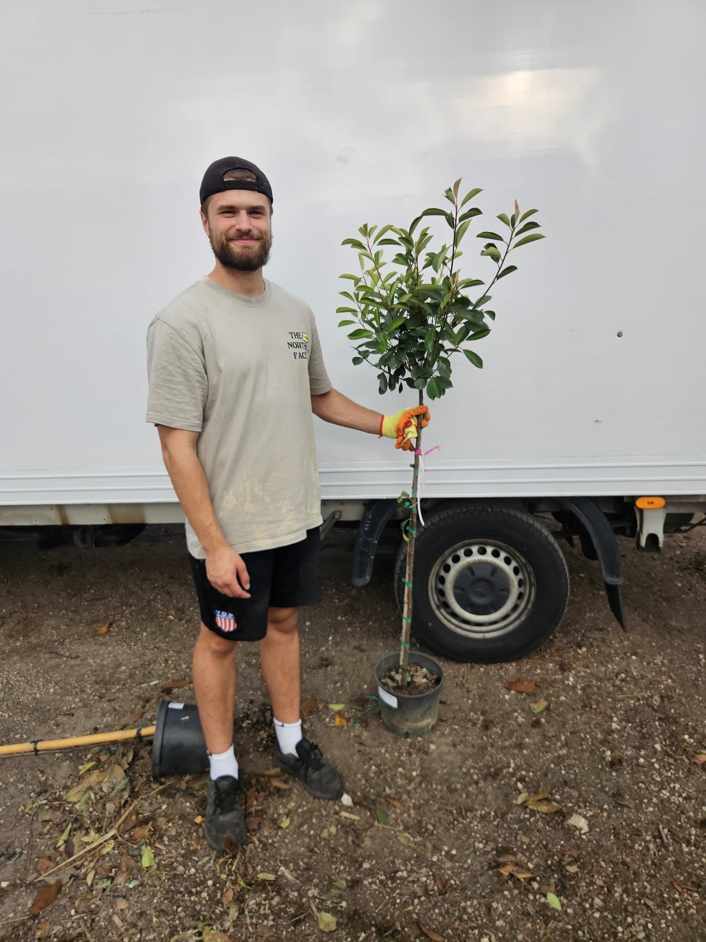 Red Robin - 1/2 Standard Trees (90-110cm clear stem)