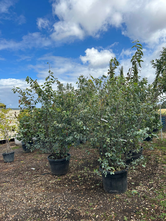 Amelanchier lamarckii - multi stem