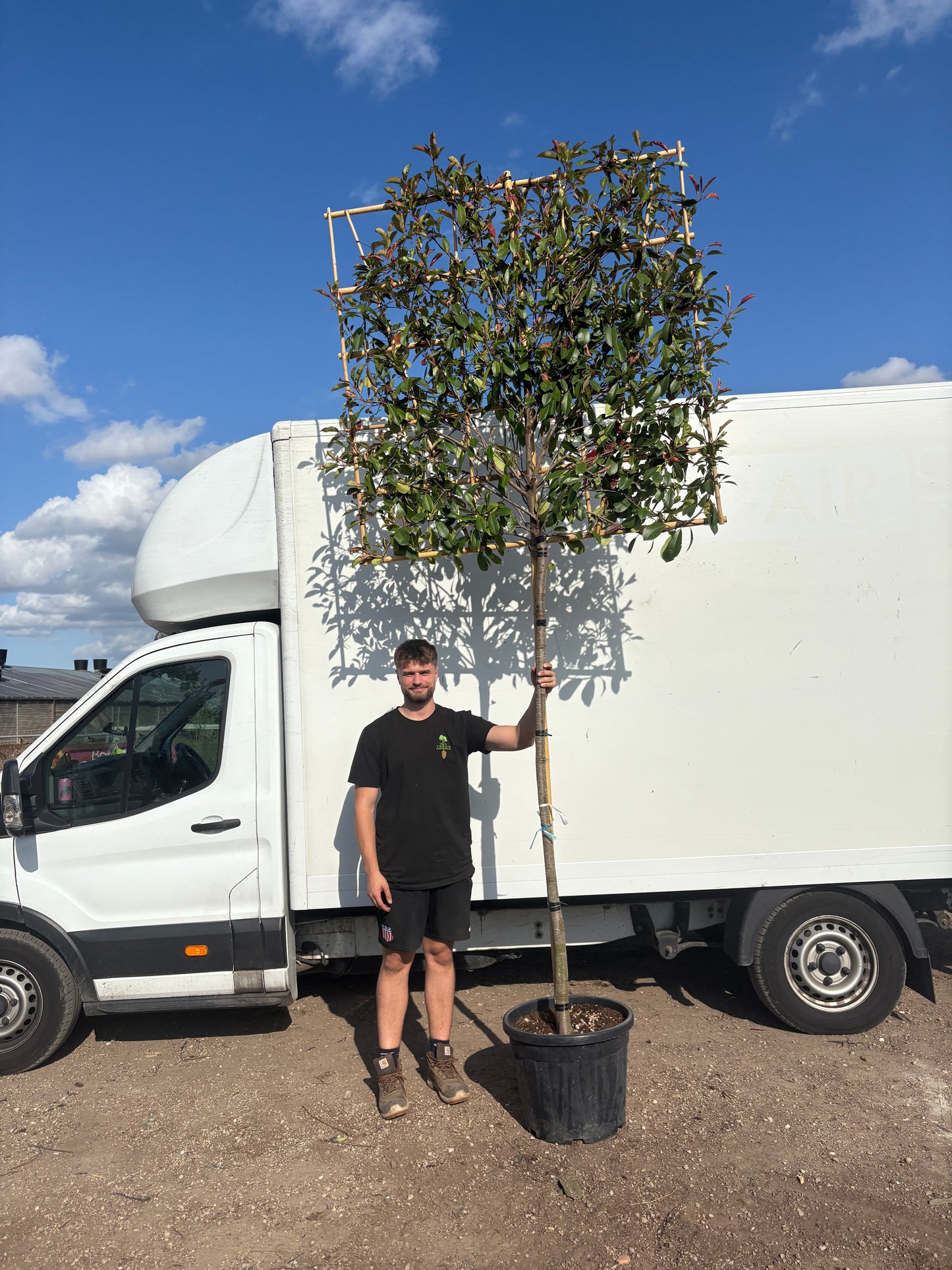 Red Robin - Pleached (180-190cm clear stem)