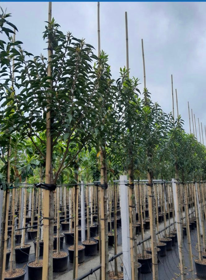 Portuguese laurel (Prunus Lusitanica) - Standard Trees (180-190cm clear stem)
