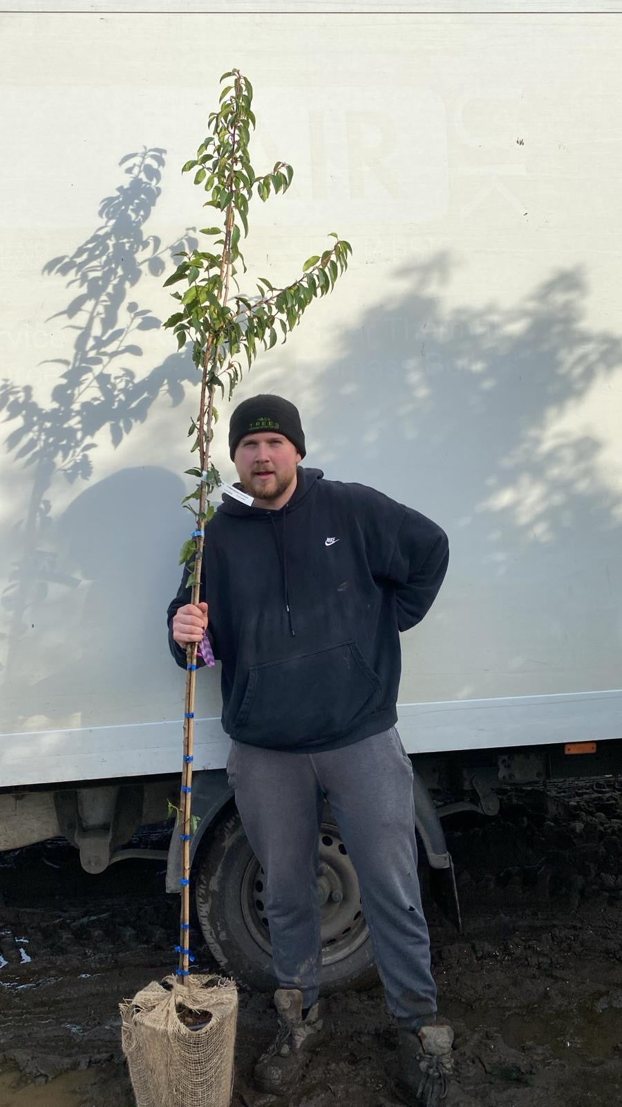 Portuguese laurel (Prunus Lusitanica) - Standard Trees (180-190cm clear stem)