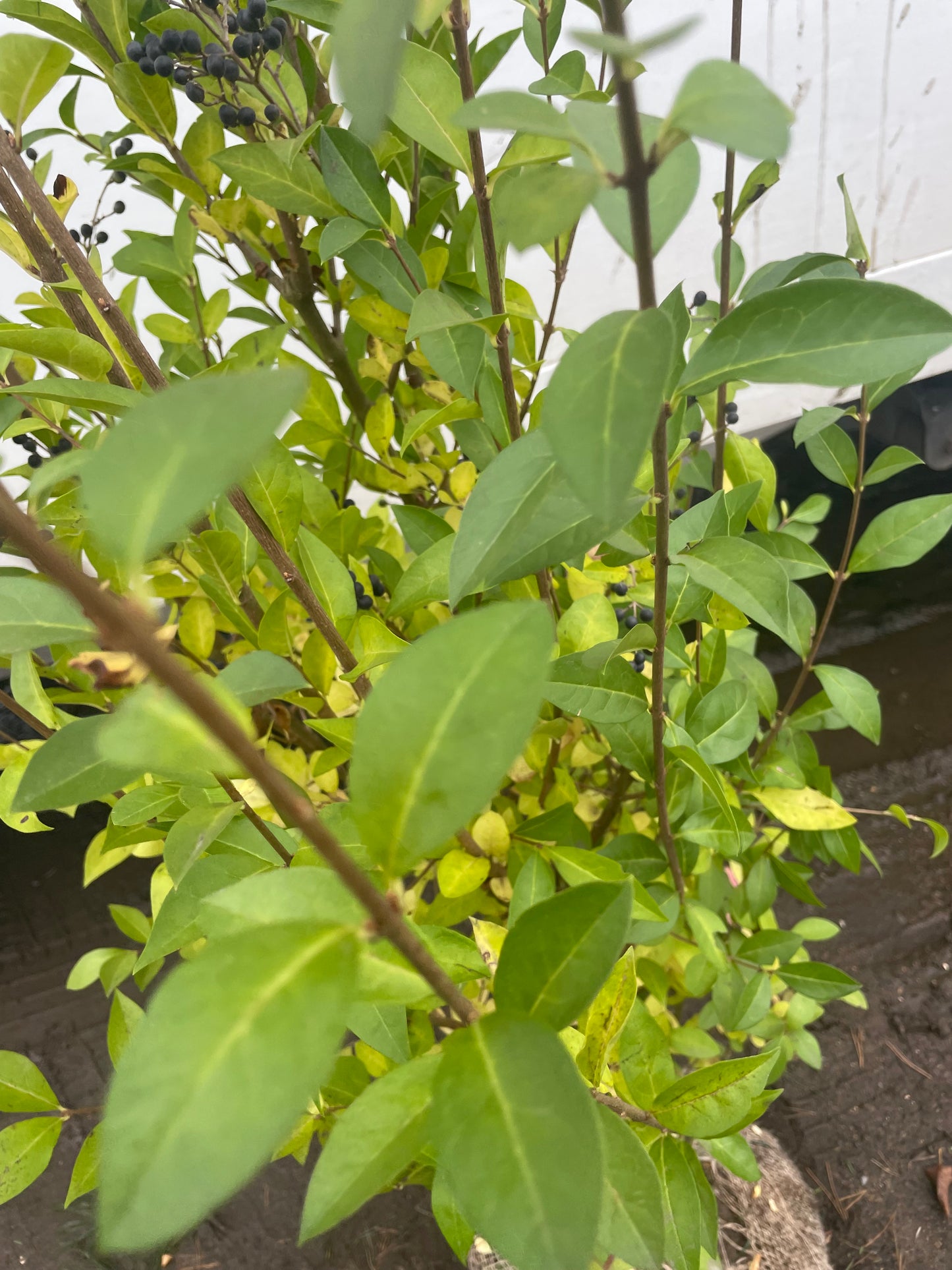 Ligustrum ovalifolium