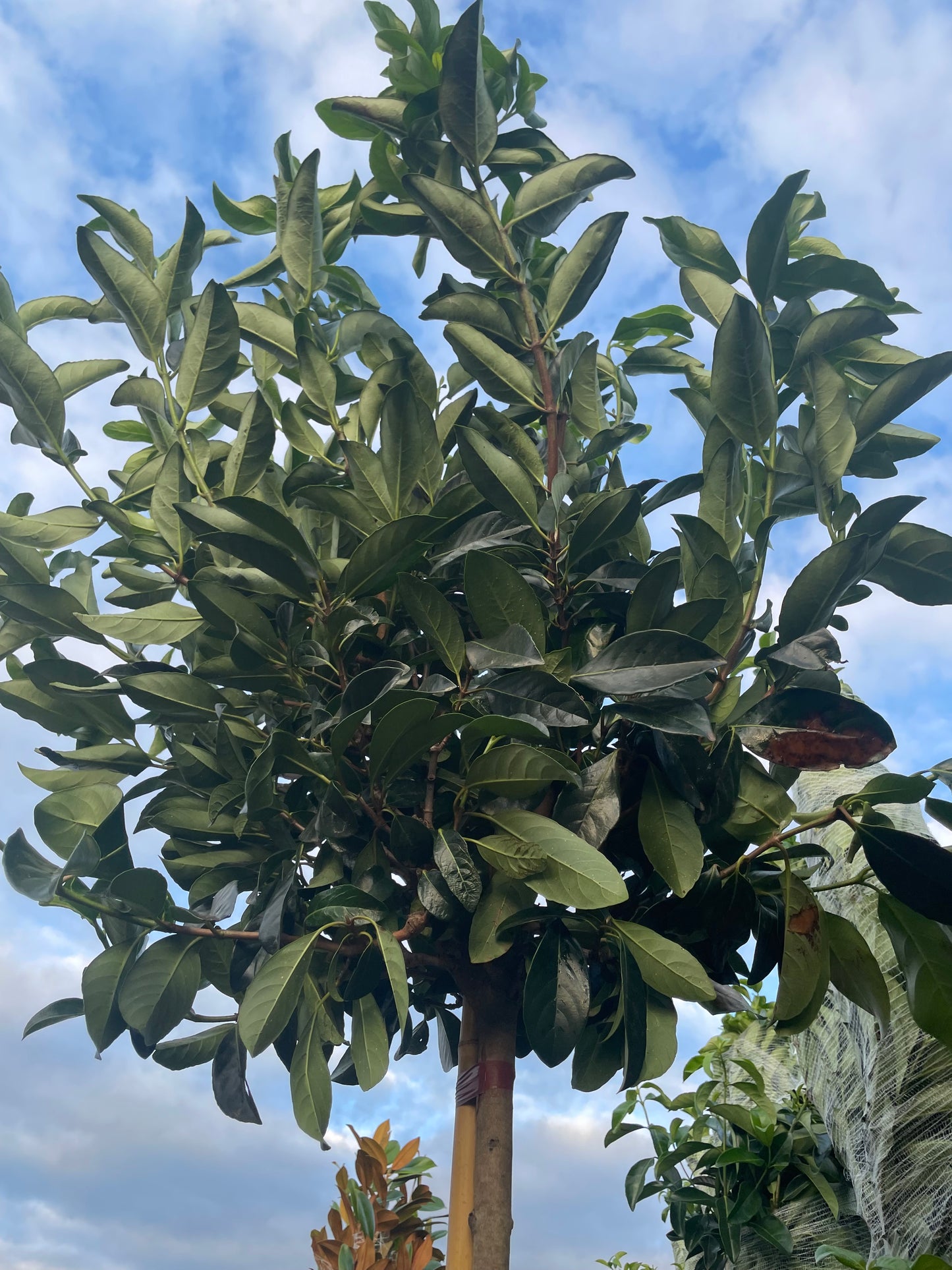 Viburnum  ‘Lucidum’ - Full standard Tree (180-200cm clear stem)