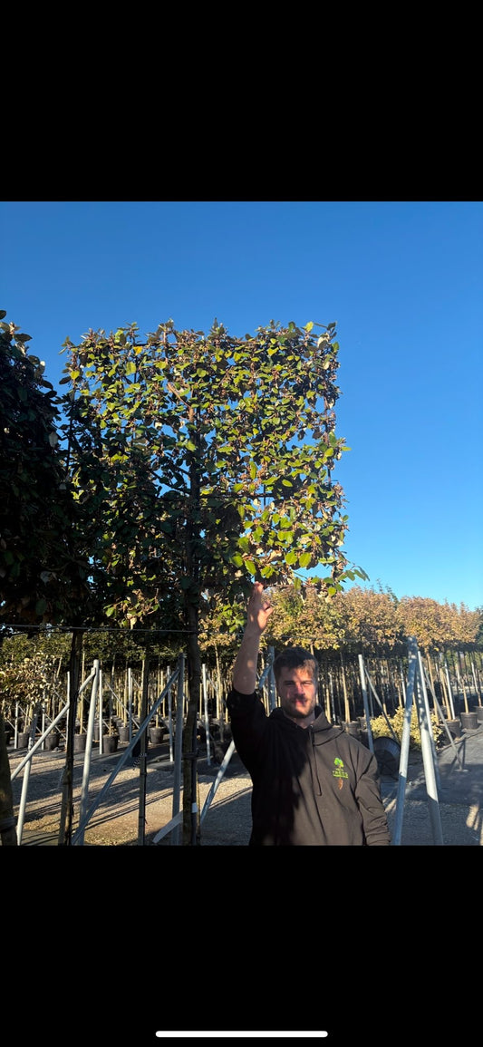 Eleagnus x Ebbingei - Pleached (180-190cm clear stem)