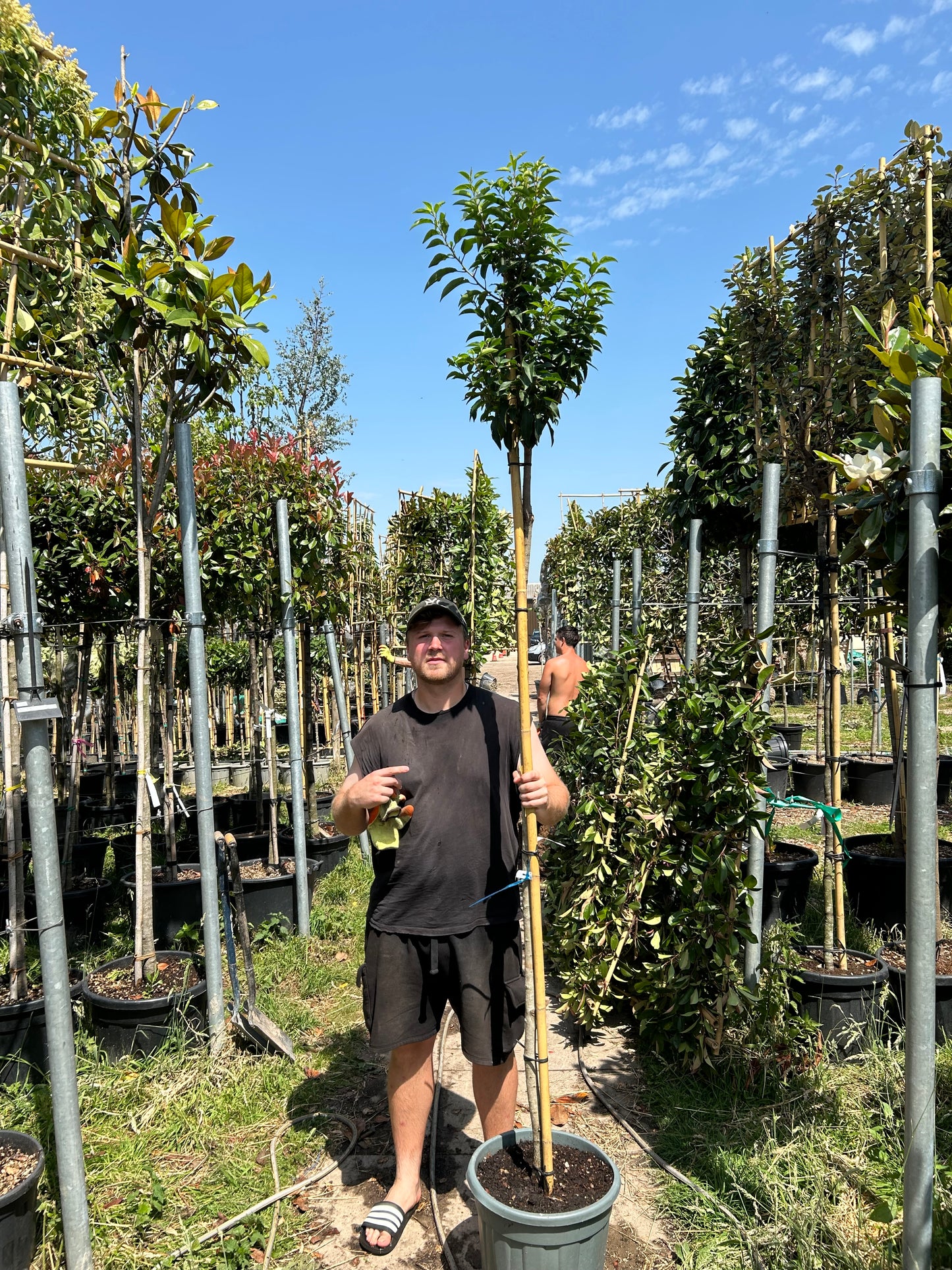 Portuguese laurel (Prunus Lusitanica) - Standard Trees (180-190cm clear stem)