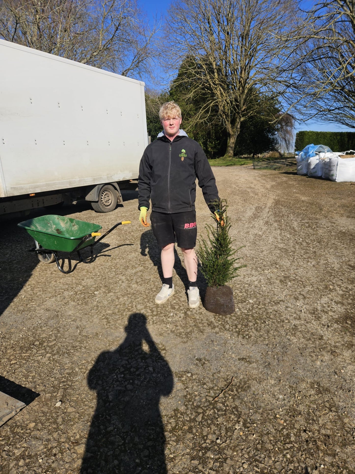 English Yew (Taxus baccata) - Hedging