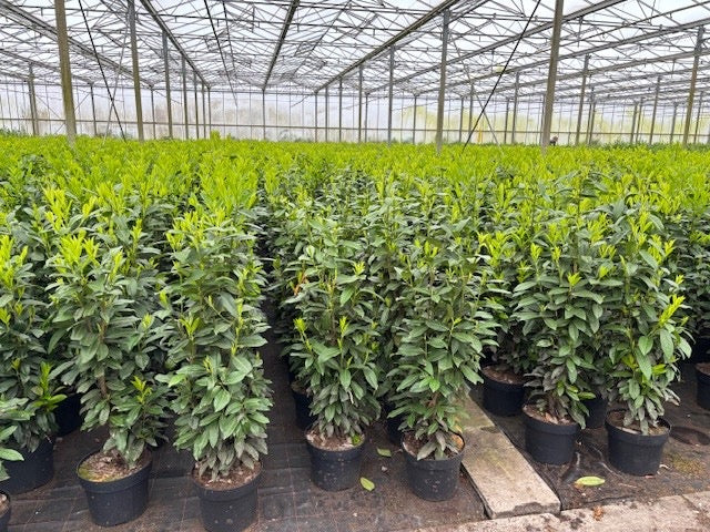Prunus laurocerasus 'Rotundifolia' (English Cherry Laurel) - Hedging