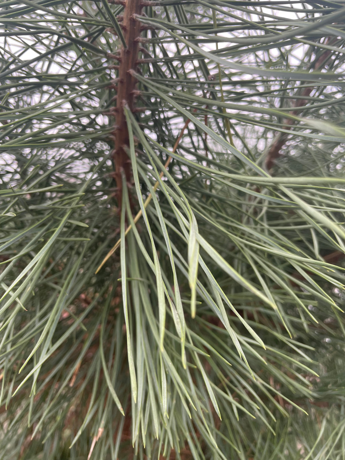 Pinus sylvestris (Scots Pine)