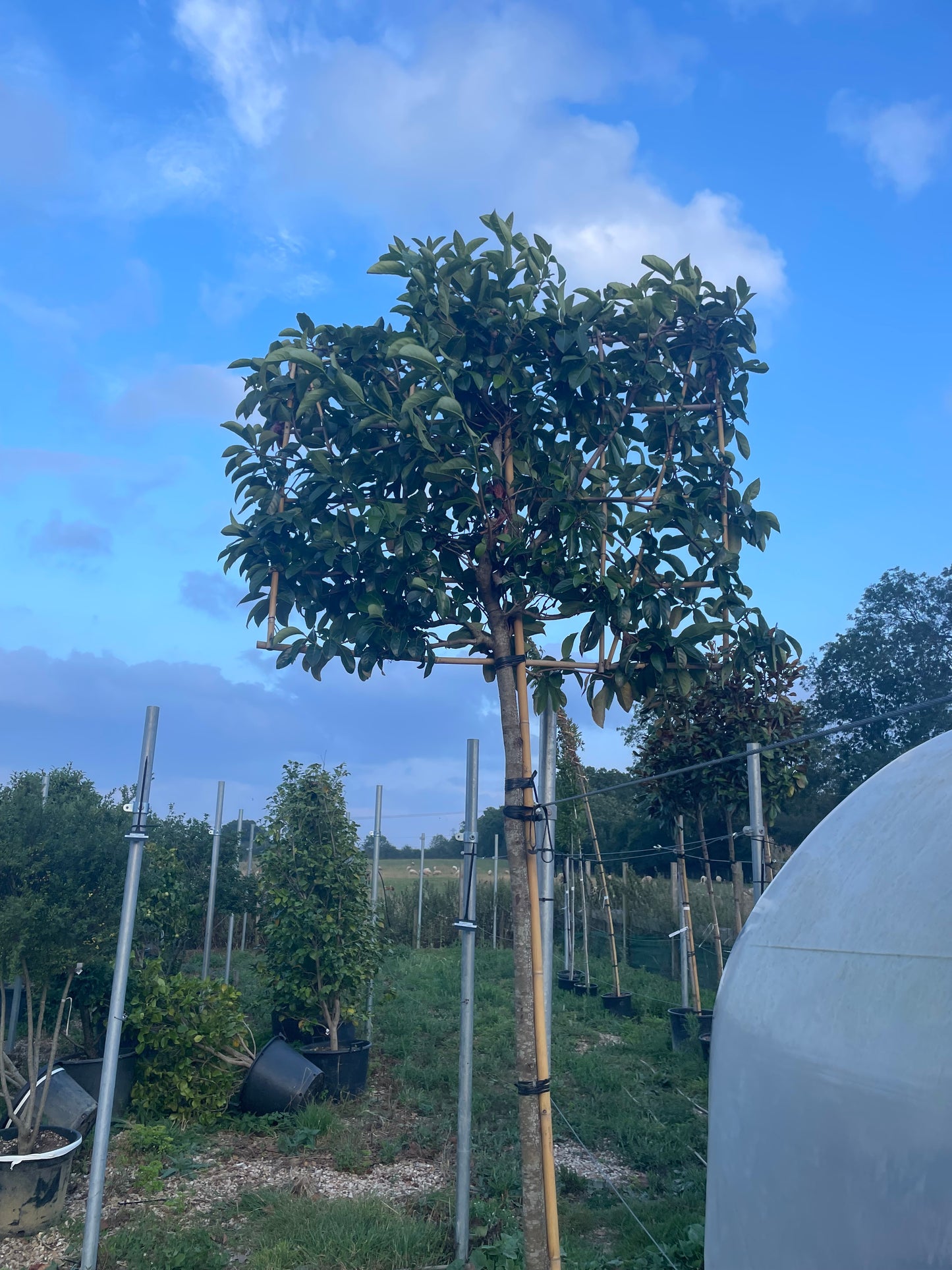 Mature Viburnum Lucidum - Pleached (180-200cm clear stem)