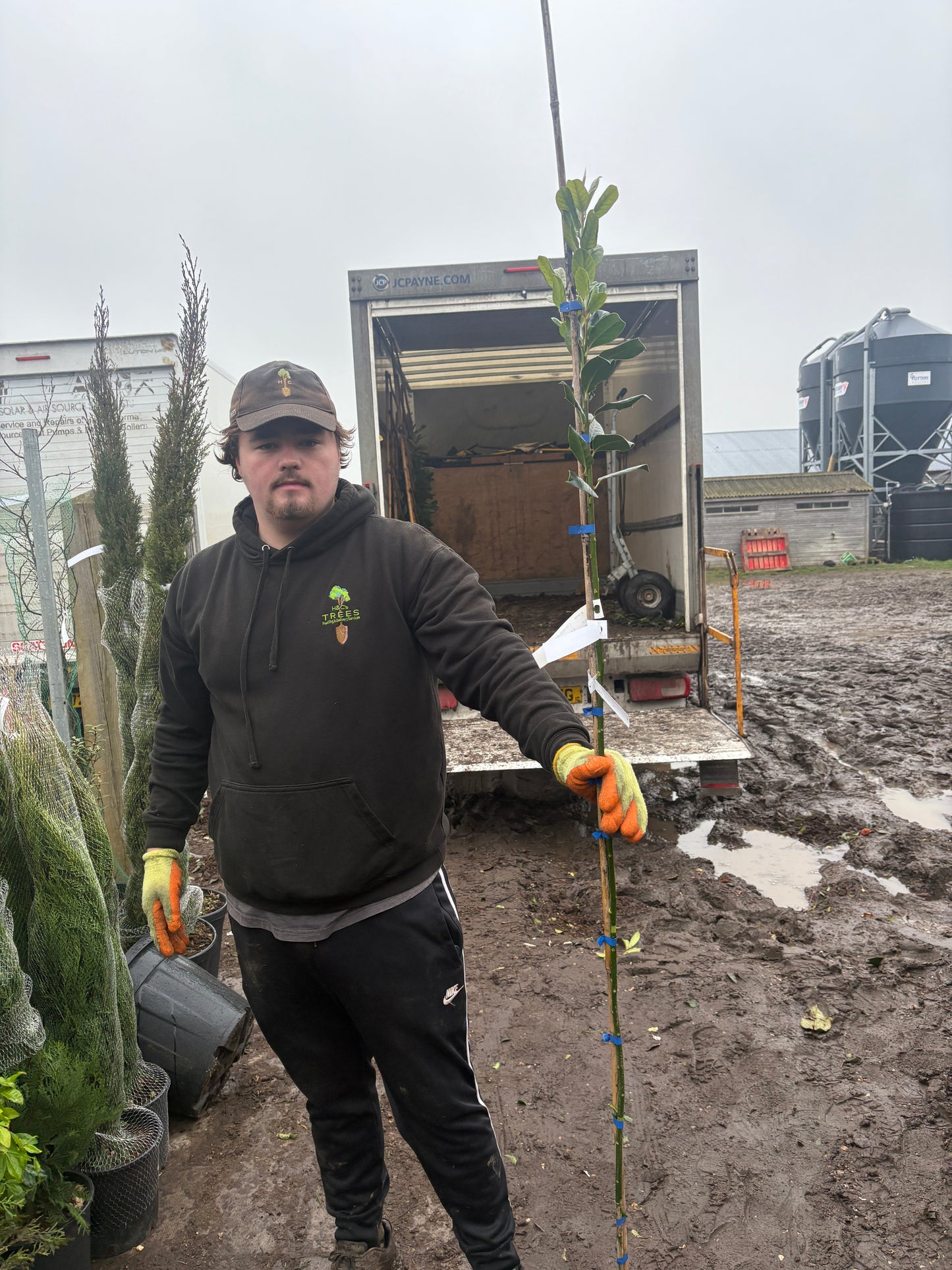 Ilex - Nellie R Stevens - 3/4 Standard Tree (150-160cm clear stem)