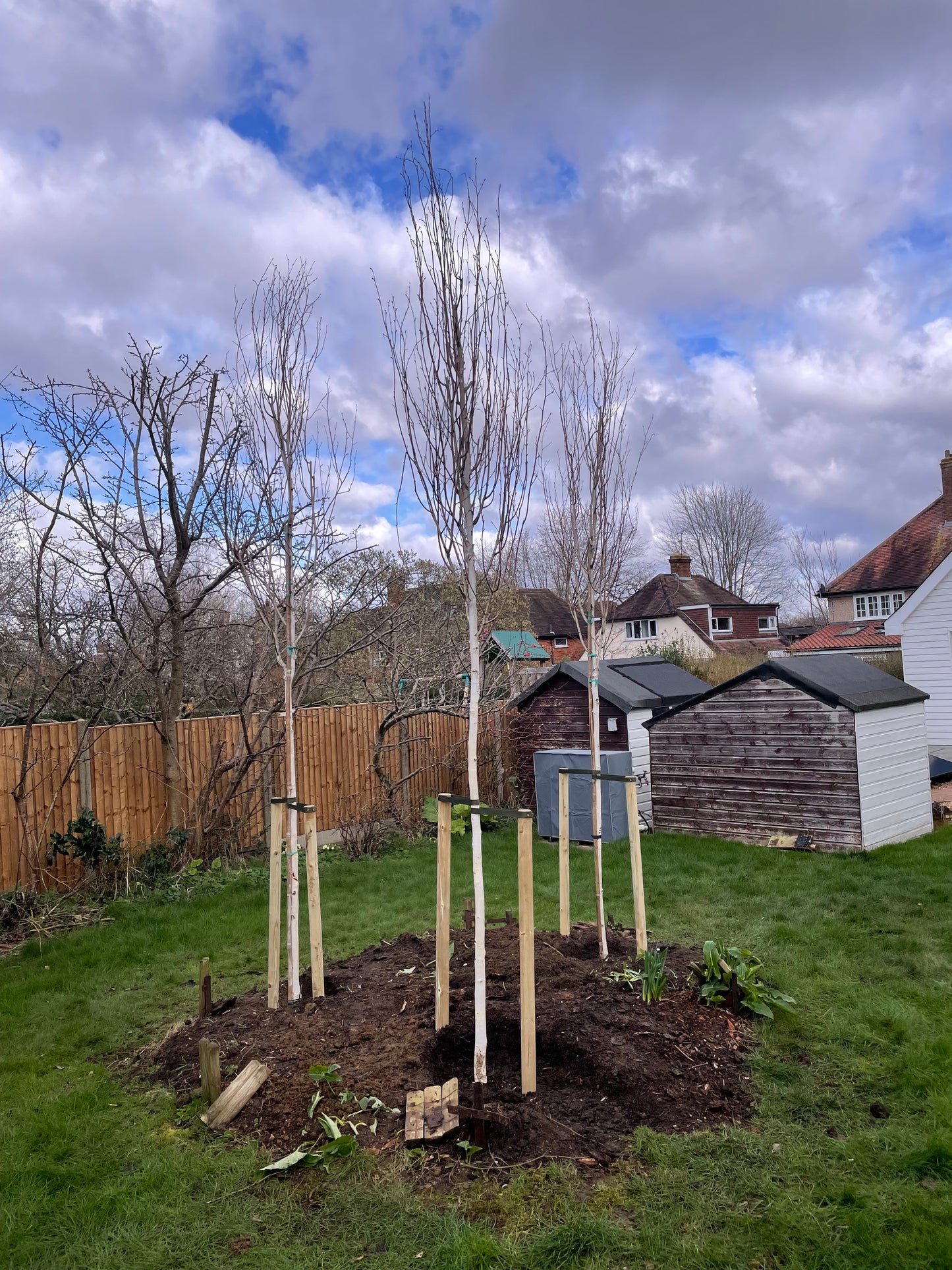 Betula utilis (Himalayan Birch) - full standard - (180-200cm clear stem) CONTAINER GROWN