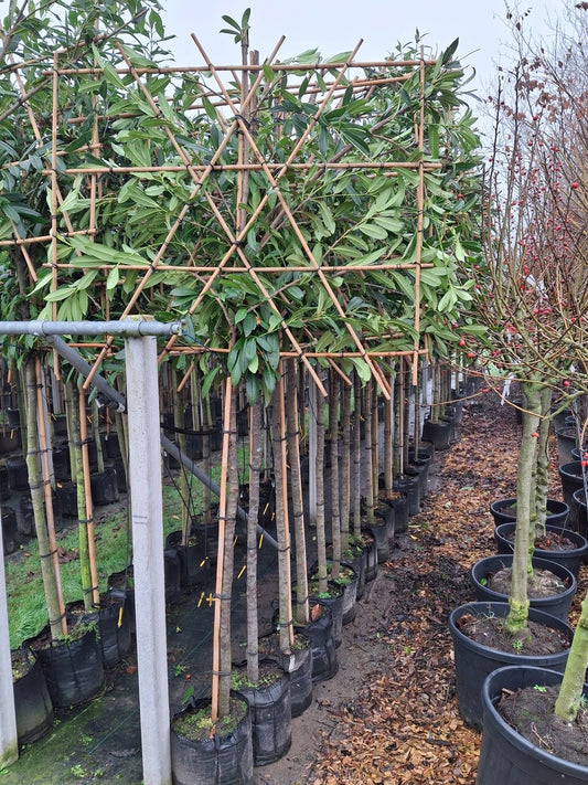 Prunus laurocerasus ‘Caucasica’(English Cherry Laurel) -  3/4 stem (140-160) Pleached