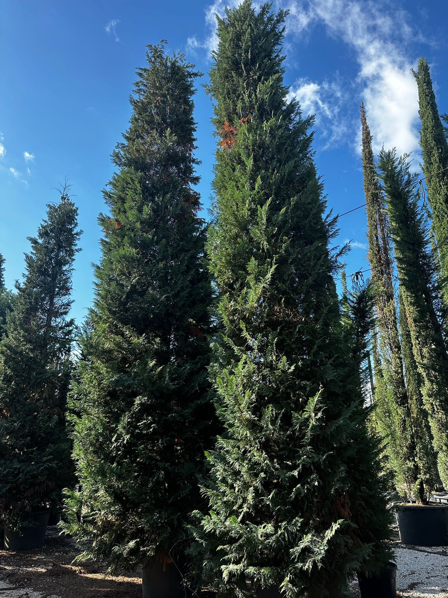 Leyland cypress (Leyland cypress)