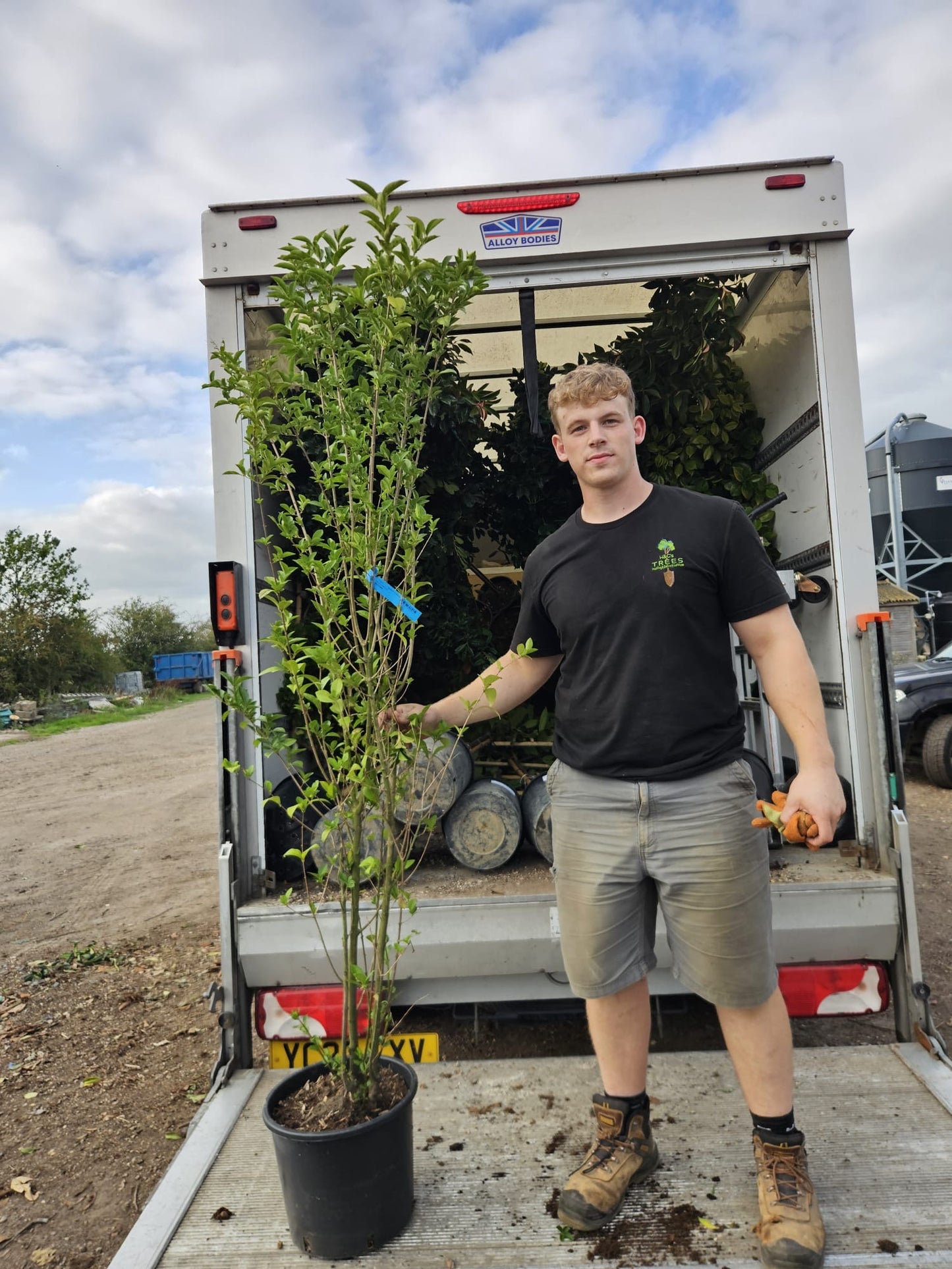 Ligustrum ovalifolium - Container Grown