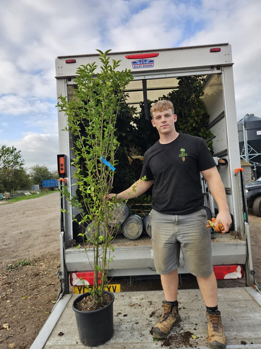 Ligustrum ovalifolium - Container Grown