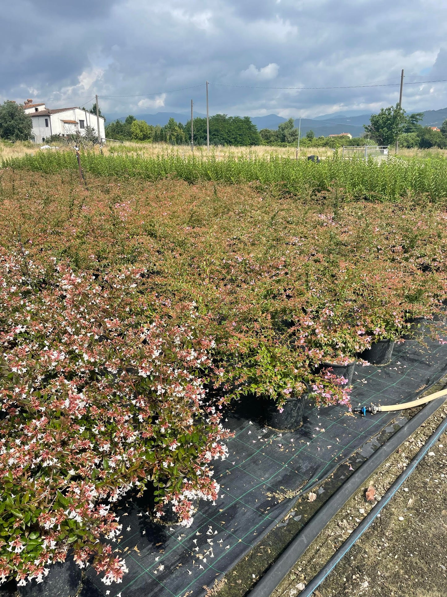 Abelia mosanensis - Shrub/hedging