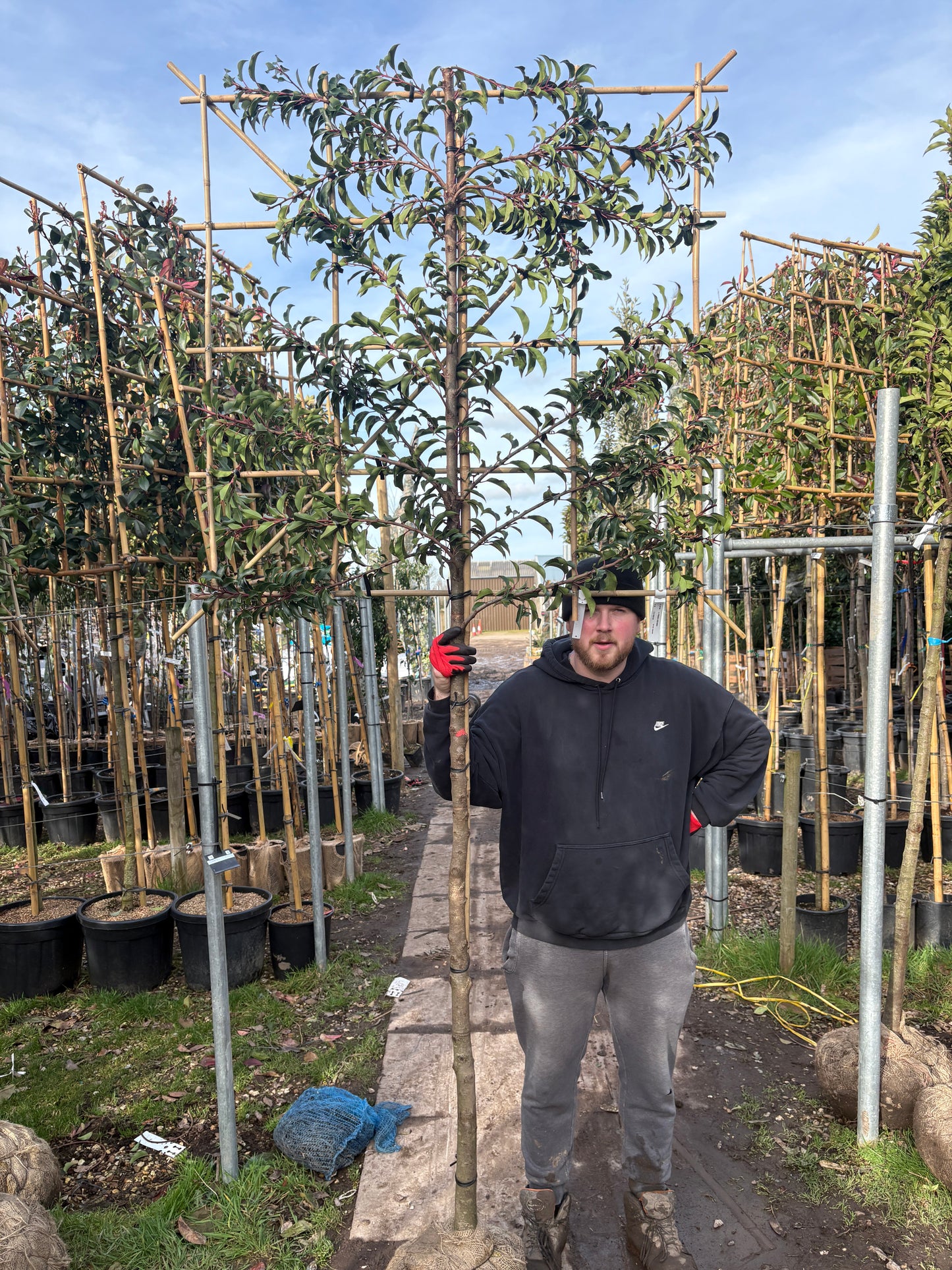 Pleached Prunus lusitanica (Portuguese Laurel)-  (150-160cm clear stem)