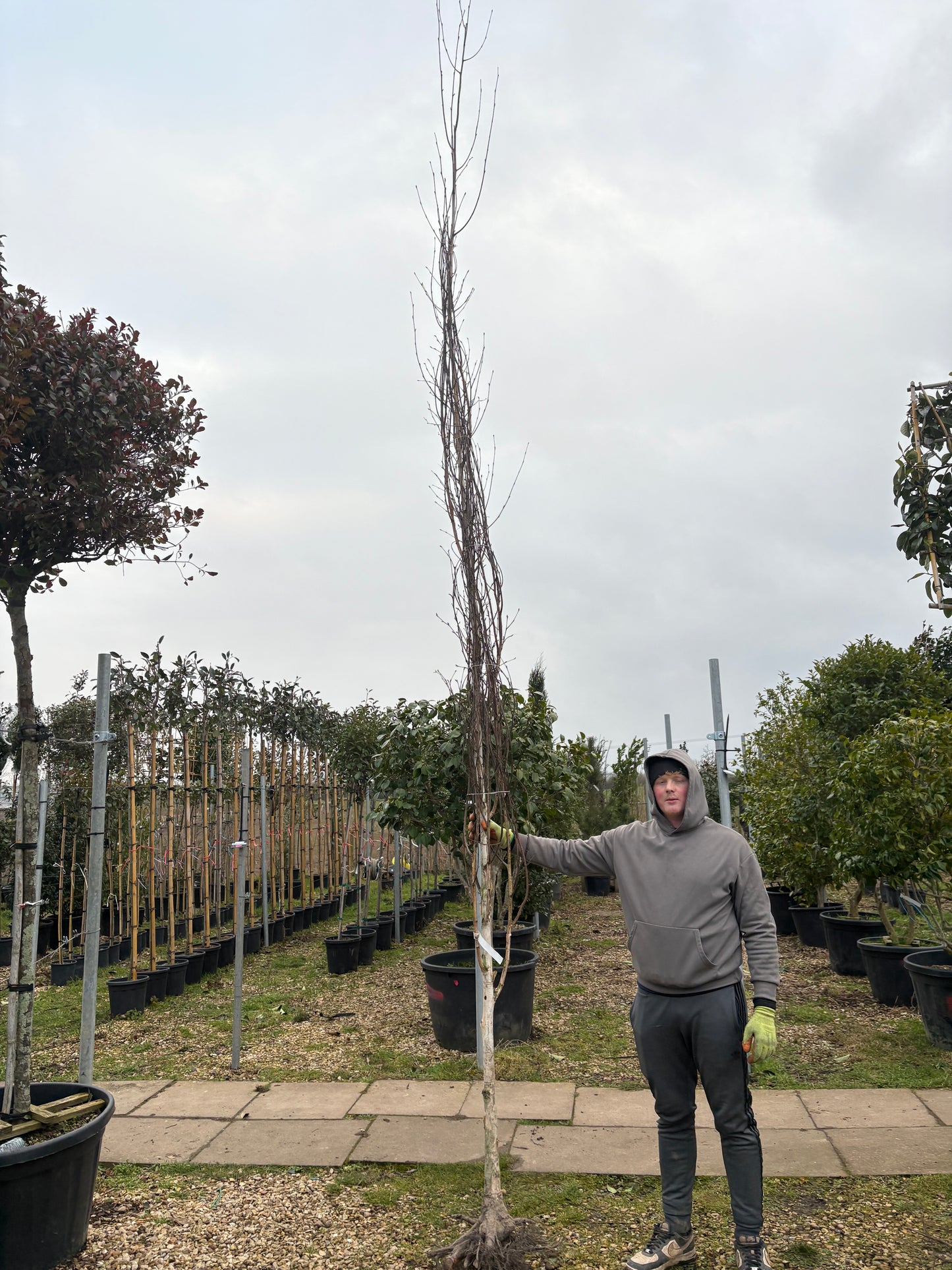 Betula utilis (Himalayan Birch) - full standard - Feathered - CONTAINER GROWN