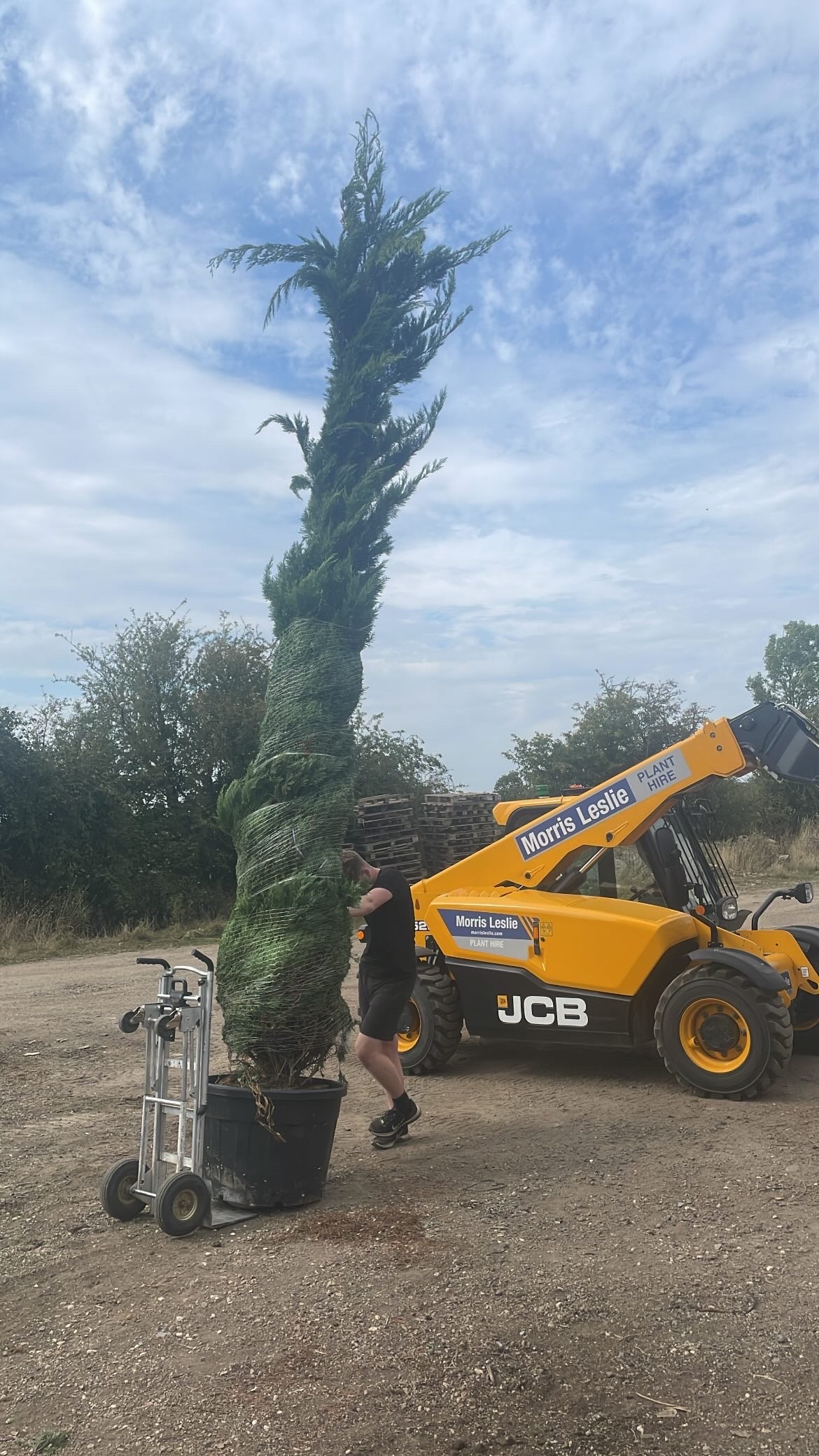 Leyland cypress (Leyland cypress)