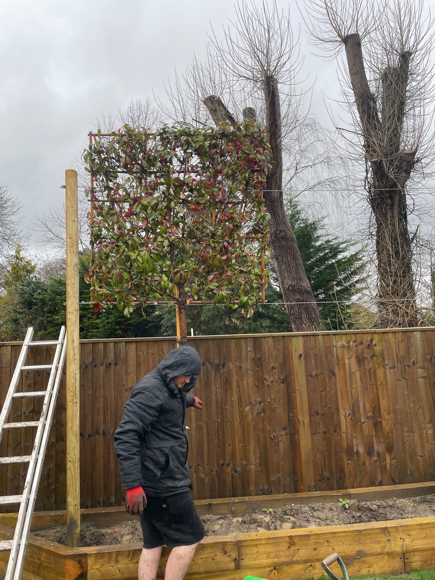 Mature Red Robin - Pleached (180-200cm clear stem)