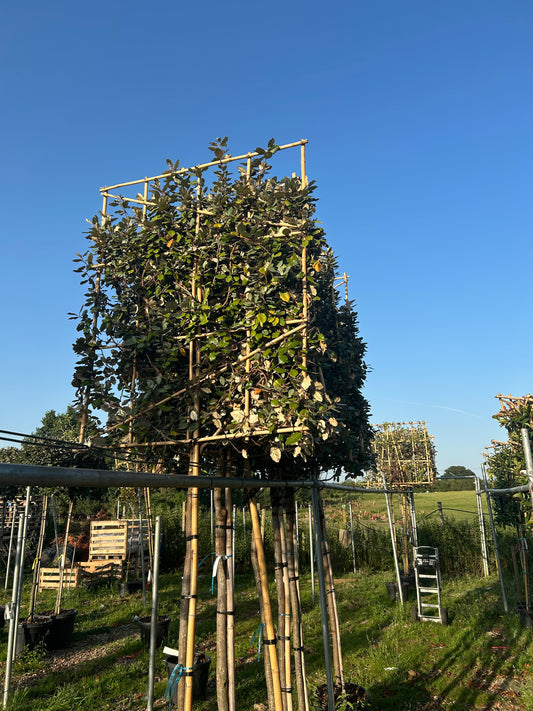 Eleagnus x Ebbingei - Pleached 3/4 standard - 150-160cm clear Stem