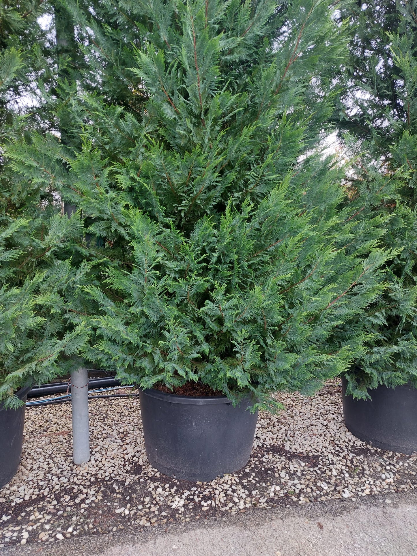 Leyland cypress (Leyland cypress)