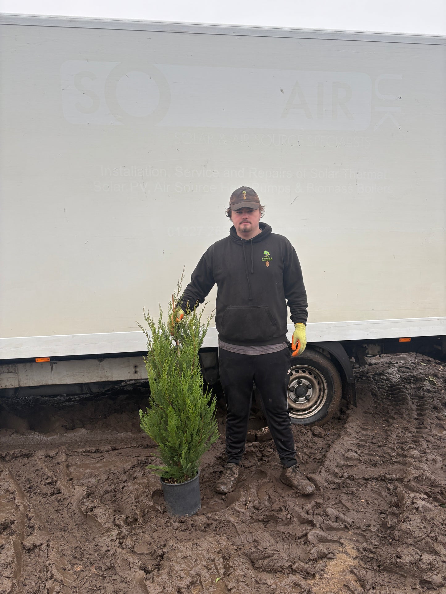 Leyland cypress (Leyland cypress) FEATHERED - CONTAINER GROWN
