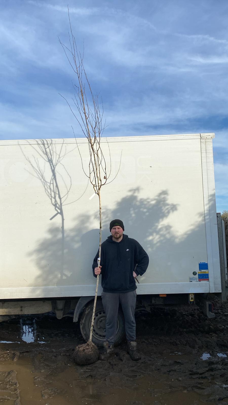 Betula utilis (Himalayan Birch) - full standard - (180-190cm clear stem)