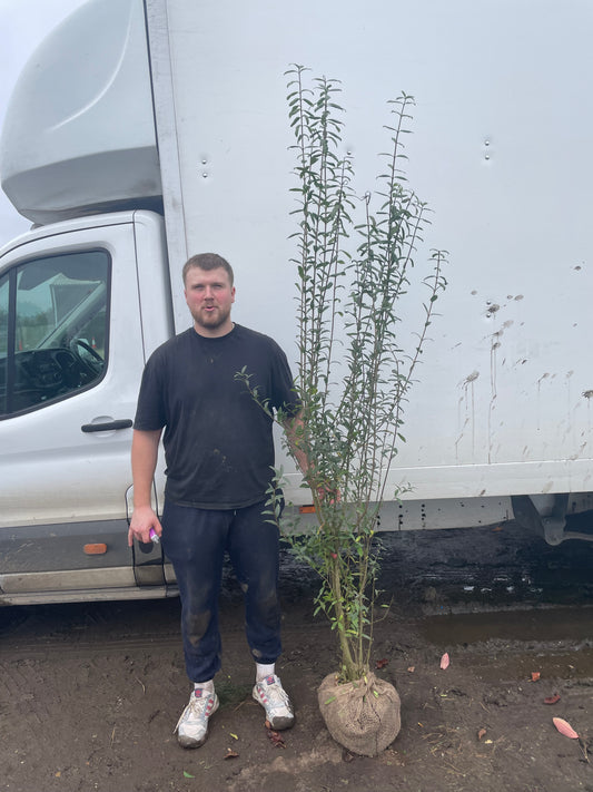 Ligustrum vulgare ‘Atrovirens’ - Rootball
