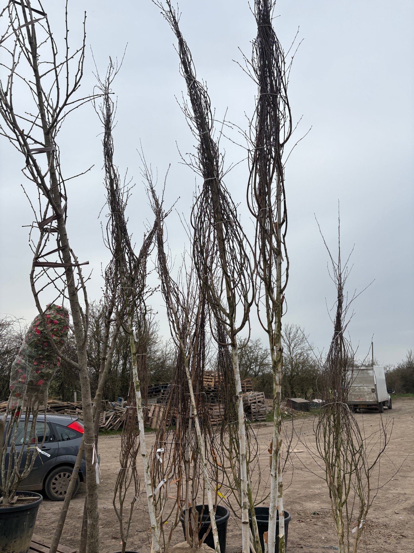 Betula utilis (Himalayan Birch) - full standard - (180-190cm clear stem) ROOTBALL