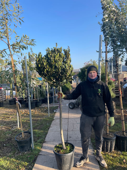Bay Laurels (Laurus nobilis)  - lollipop (120-150cm clear stem)