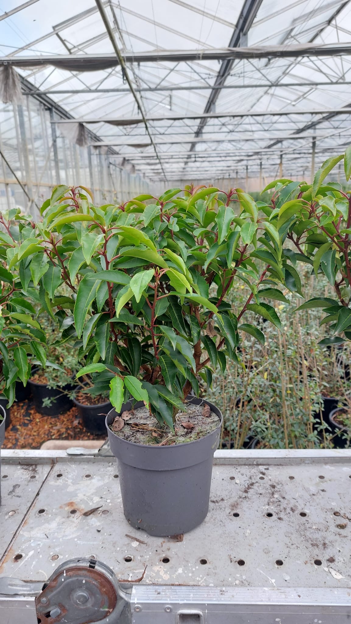 Prunus lusitanica (Portuguese Laurel) - Hedging